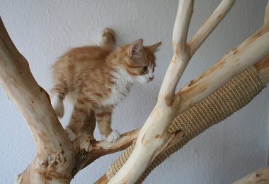 arbre a chat