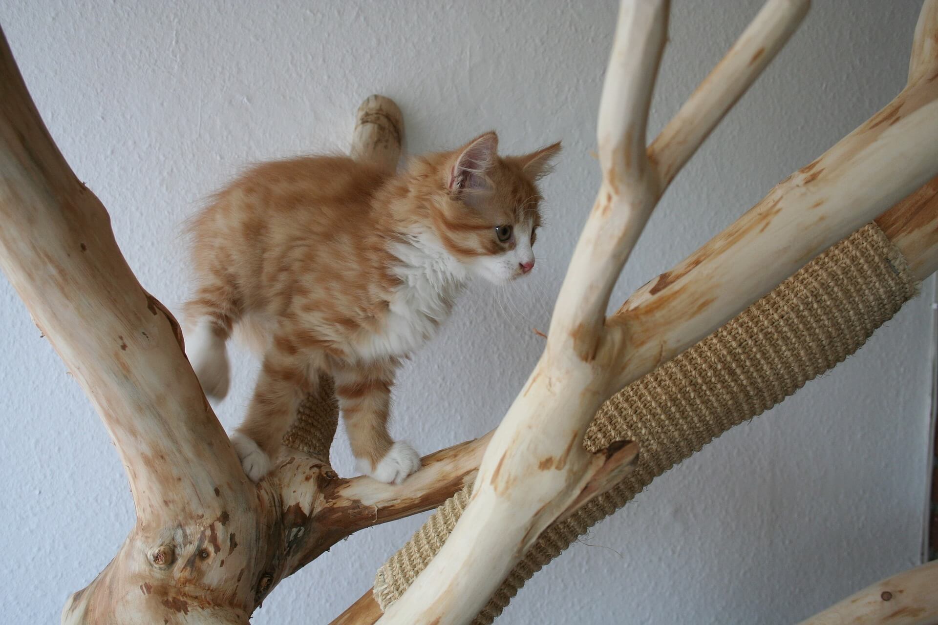 arbre a chat